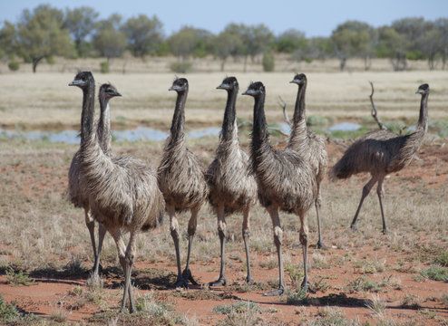 Binds Emus in the far west of New South Wales Australia