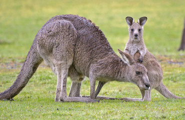 kangourous gris de l& 39 Est avec Joey