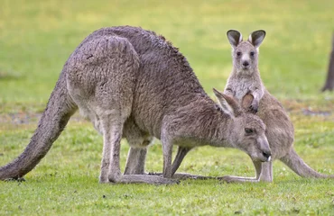 Papier Peint photo autocollant Kangourou kangourous gris de l& 39 Est avec Joey