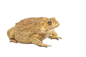 toad,Bufo bufo (Common Toad) isolate