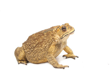 toad isolate