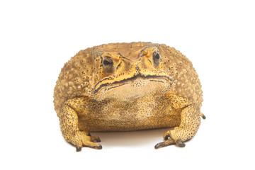 toad isolate