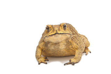 toad isolate