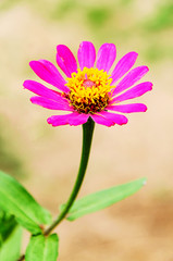 Fototapeta premium Pink zinnia flower