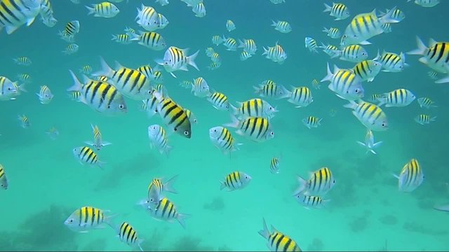 Shoal of Sergeant Major fish in Mexico