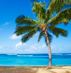 Palm trees on the sandy beach in Hawaii