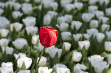 Fototapeta premium Tulips in the garden
