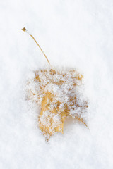 Yellow leaf on snow