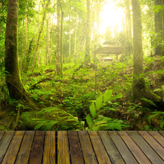 rainforest with ray of lights and plank woods, suitable for prod