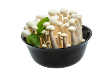 Japan mushroom Shimeji