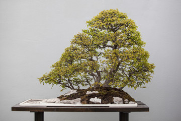 bonsai plants