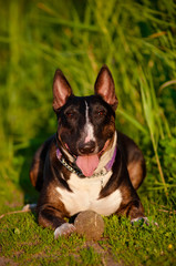 english bull terrier dog lying down