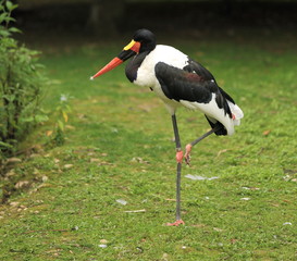 jabiru géant