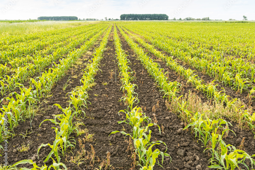 Canvas Prints Long rows of young silage maize plants in fertile soil