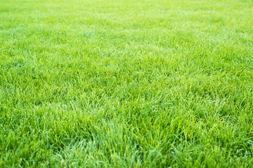 Green grass field