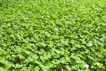 三叶草背景