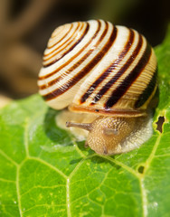 Snail