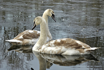 Mute Swan Cygnets