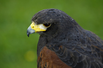 Wüstenbussard