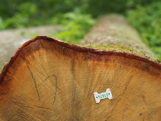 Plakette kennzeichnet gerodeten Baumstamm