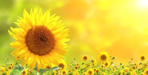 Foto auf Acrylglas Gänseblümchen Sonnenblumen
