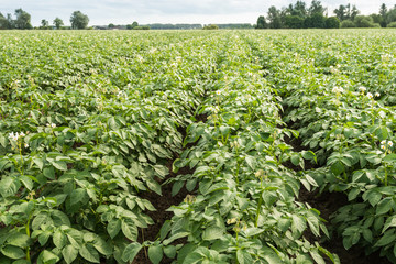 Fototapeta premium Long rows of white flowering potato plants