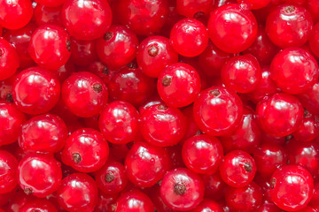 Red currant background