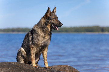 German shepherd