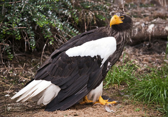 Eagle