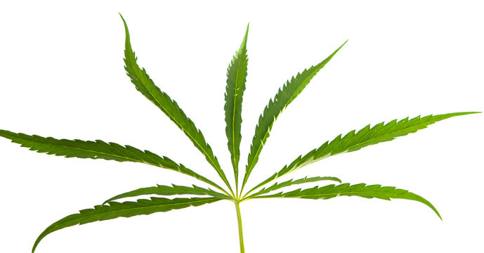 Cannabis leaf