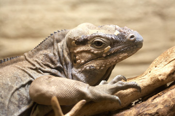 Iguana
