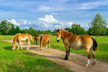 Fototapeta na wymiar Horses on a green grass
