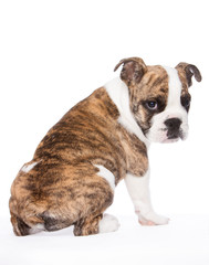 englische Bulldogge von hinten