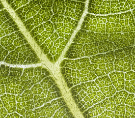 Sunflower Leaf