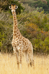 Singal giraffe in the wild