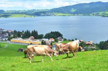 Swiss cows on Alpine meadow