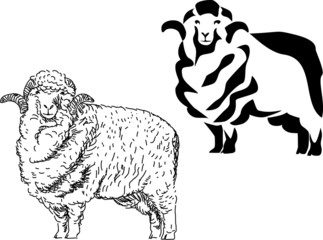 Obraz premium merino sheep