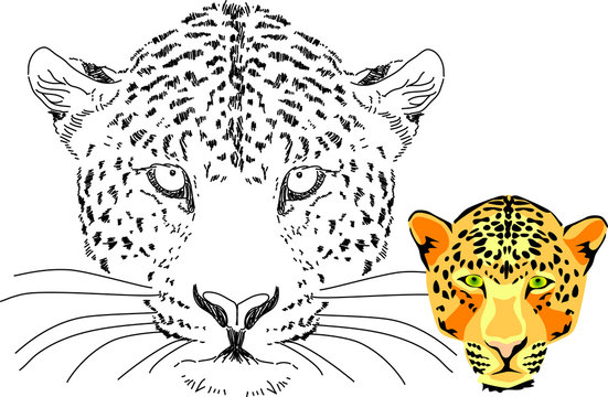 leopard head