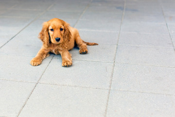 English cocker spaniel puppy on the walk