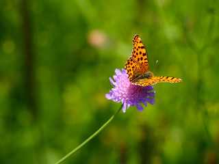 Silver-washed fritillary butterfly on blue flower © Nada Sertic
