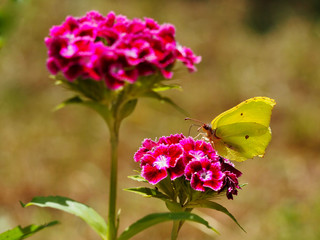 Brimstone butterfly on sweet william flower
