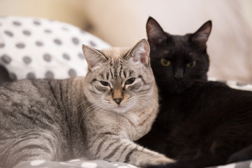 Two cute domestic short hair cats snuggle with one another