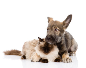 mixed breed puppy and cat together. isolated on white 