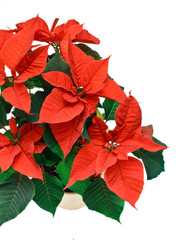 poinsetta isolated