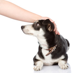 female hand patting dog head. isolated on white background