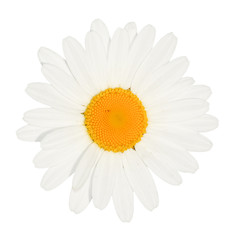 Daisy flower head isolated