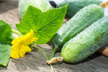 Cucumbers harvest