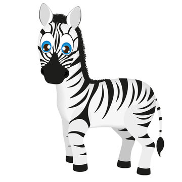 Cute baby zebra cartoon, vector illustration