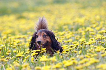 Dachshund on the dandelions meadow