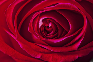 Red Rose